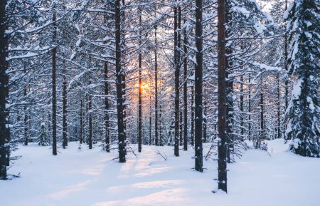 Paisaje de bosque nevado con árboles de coníferas cubiertos de nieve colocados en Noruega iluminados por la calma de la luz del sol al atardecer