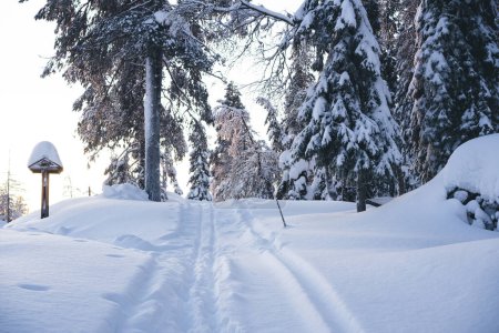 Paysage pittoresque de route enneigée sur une petite colline dans une forêt de conifères située dans le parc national de Riisitunturi en Finlande en hiver