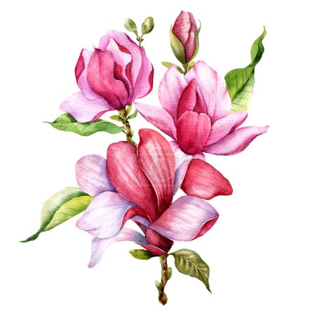 Rosa Magnolie Blumenstrauß Aquarell Illustration, Magnolie Arrangement auf weißem Hintergrund, Frühling Floral Illustration. Handbemalte Magnolie Set