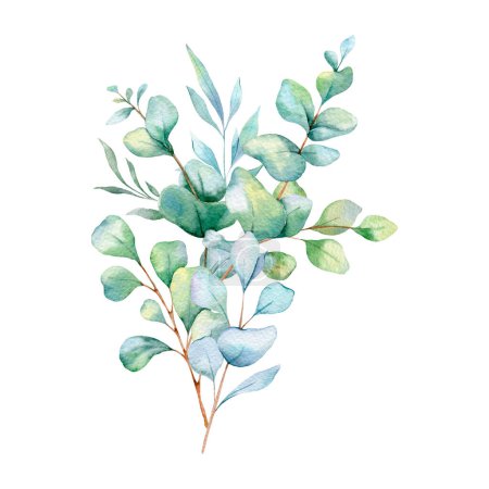 Photo for Eucalyptus Watercolor Illustration. Eucalyptus Greenery Hand Painted isolated on white background.  Perfect for wedding invitations, floral labels, bridal shower and  floral greeting cards - Royalty Free Image
