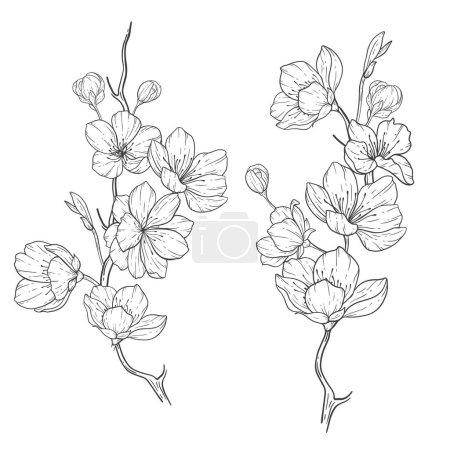 Illustration for Floral Line Art, Sakura Flower Outline Illustration Set. Hand Painted Doodle Flowers. Perfect for wedding invitations, bridal shower and floral greeting cards. Black and white stencil flowers isolated on white background - Royalty Free Image