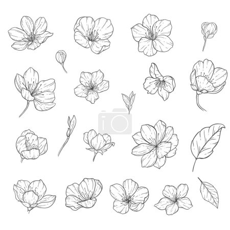 Floral Line Art, Sakura Flower Outline Illustration Set. Handbemalte Doodle Flowers. Perfekt für Hochzeitseinladungen, Brautduschen und florale Grußkarten. Schwarz-weiße Schablonenblumen isoliert auf weißem Hintergrund