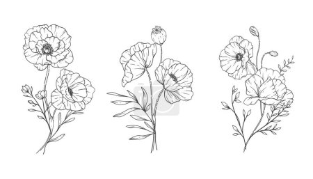 Illustration for Poppy Flower Line Art, Fine Line Poppy Bouquets Hand Drawn Illustration. Coloring Page with Flowers. - Royalty Free Image