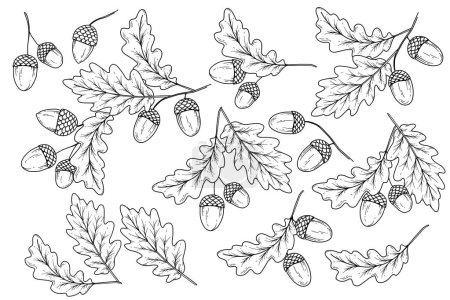 Acorns set outline isolated on white. Fall Foliage Line Art Illustration, Outline Leaves Hand Drawn Illustration. Fall Coloring Page with Acorns. Fall concept. Thanksgiving graphics isolated on white