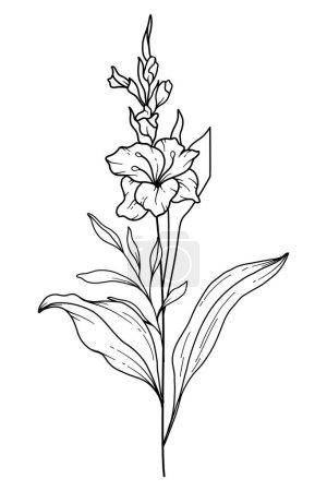 Illustration for Gladiolus Line Art. Gladiolus outline Illustration. August Birth Month Flower. Gladiolus  outline isolated on white. Hand painted line art botanical illustration. - Royalty Free Image