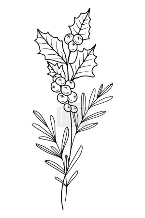 Holly Line Art. Schéma de Holly Illustration. Décembre Naissance Mois Fleur. Schéma houx isolé sur blanc. Illustration botanique peinte à la main.