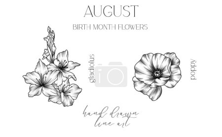Illustration for August Birth Month Flowers. Gladiolus outline isolated on white. Poppy Line Art. Hand drawn line art botanical illustration. Black and White Flowers - Royalty Free Image