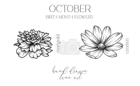 Illustration for Ocrober Birth Month Flowers. Marigold outline isolated on white. Cosmos Line Art. Hand drawn line art botanical illustration. Black and White Flowers - Royalty Free Image