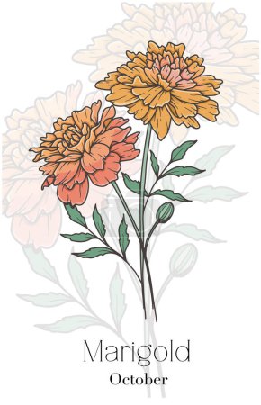 Illustration for Cosmos Line Art. Cosmos flower vector Illustration. October Birth Month Flower. Marigold outline isolated on white. Hand drawn line art botanical illustration. - Royalty Free Image