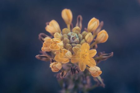 Ein Makrofoto der gelben Blütenbüschel von Bulbine abyssinica, einer Sukkulente, die im östlichen und südlichen Afrika beheimatet ist.