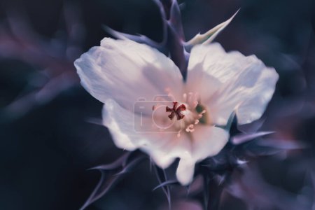 A flowering white Mexican Poppy, Argemone Ochroleuca, indigenous to Mexico. Photographed in South Africa.