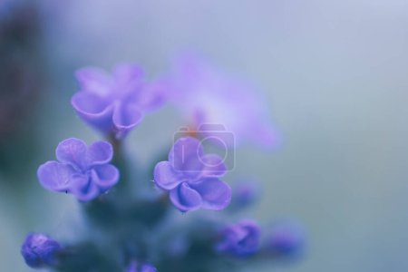 Foto de Un primer plano de las diminutas flores de Heliotropo Azul, Heliotropium Amplexicaule, una hierba perenne nativa de América del Sur. Fotografiado en Sudáfrica - Imagen libre de derechos