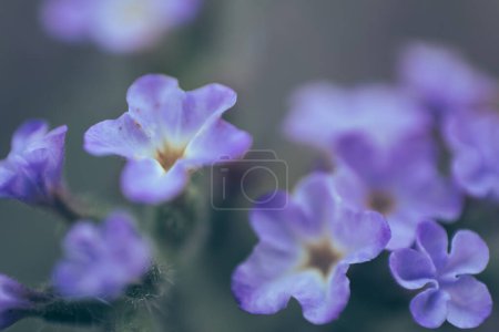 A closeup of the tiny flowers of Blue Heliotrope, Heliotropium Amplexicaule, a perennial herb native to South America. Photographed in South Africa