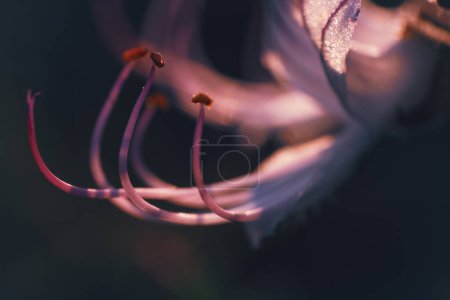 Eine Nahaufnahme der zarten Staubgefäße von Ocimum obovatum, oder Katzenschnurrhaare. Diese Wildblume ist im südlichen Afrika heimisch