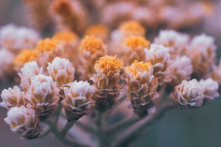 Eine Nahaufnahme eines Bündels aus Sahne und gelben Blüten der Süßholzpflanze Helichrysum petiolare. Sie ist in Südafrika heimisch und wird auch als Imphepho oder Kooigoed bezeichnet. 