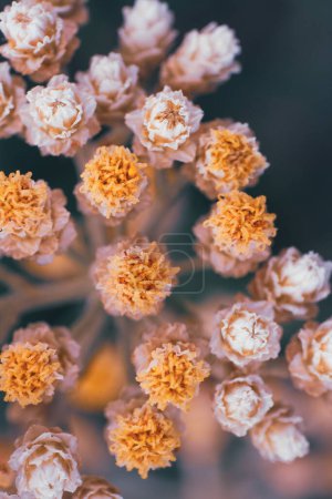 Gros plan d'un faisceau de fleurs crème et jaune appartenant à la plante de réglisse, Helichrysum petiolare. Il est originaire d'Afrique du Sud et est également connu localement sous le nom d'Imphepho ou Kooigoed 