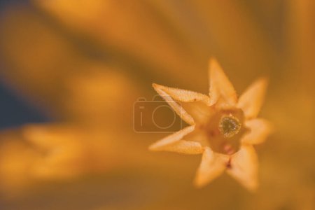 Eine Nahaufnahme der sternförmigen gelben Blüte von Cestrum Parqui, allgemein bekannt als Willow Leaved Jessamine, die in Chile beheimatet ist
