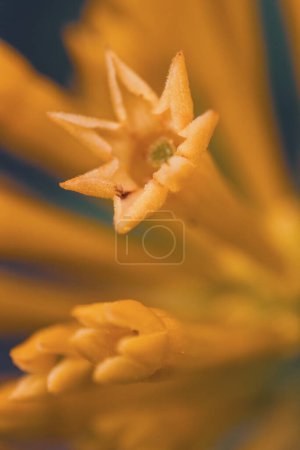 Eine Nahaufnahme der schmalen gelben Blüten von Cestrum Parqui, allgemein bekannt als Weidenblättriger Jessamin, der in Chile beheimatet ist
