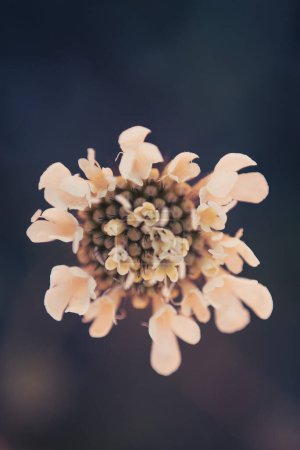 Nahaufnahme einer weißen Nadelkissen-Blume oder Scabiosa columbaria vor dunklem Hintergrund. In Europa, Afrika und Westasien heimisch