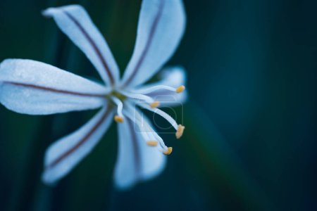 Téléchargez les photos : Une fleur sauvage blanche avec des rayures appelées Wildeknoflok, ou Trachyandra saltii. Un succulent originaire d'Afrique - en image libre de droit