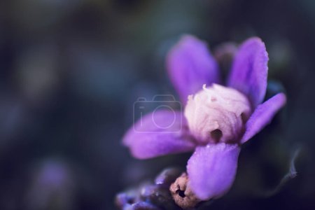 Ein Nahaufnahme-Foto von Falschem Enzian oder Raphionacme hirsuta, einer blau-violetten Blume aus dem südlichen Afrika
