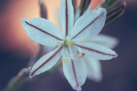 Eine weiße Wildblume mit Streifen, genannt Wildeknoflok, oder Trachyandra saltii. Eine in Afrika beheimatete Sukkulente