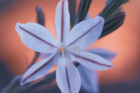 Téléchargez les photos : Une fleur sauvage blanche avec des rayures appelées Wildeknoflok, ou Trachyandra saltii. Un succulent originaire d'Afrique - en image libre de droit