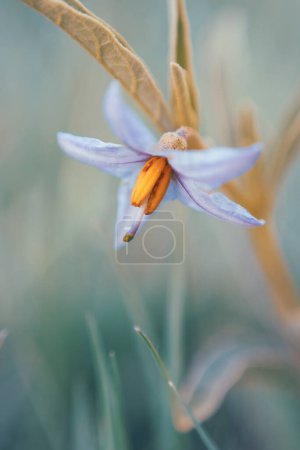 Ein Makrofoto von Silverleaf Nightshade, oder Solanum elaeagnifolium, einer lila Wildblume, die in Südafrika gefunden wurde, aber ursprünglich in Nord- und Südamerika beheimatet war. 