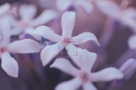 Une photo rapprochée de la verveine sauvage, ou Pentanisia Prunelloides, une vivace aux fleurs de lilas originaire d'Afrique australe