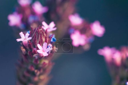 Eine Nahaufnahme von Großem Eisenkraut oder Verbena Bonariensis, einer Pflanze mit violetten Blüten, die in Südamerika beheimatet ist. Auch in Südafrika zu finden