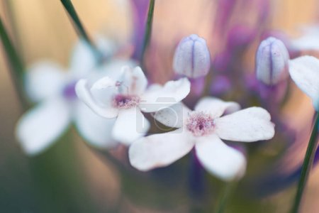 Une photo rapprochée de la verveine sauvage, ou Pentanisia Prunelloides, une vivace aux fleurs de lilas originaire d'Afrique australe