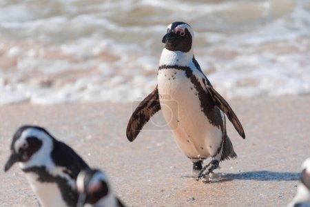 Ein gefährdeter afrikanischer Pinguin, Spheniscus Demersus, stolziert am Boulders Beach in Südafrika über den Sand
