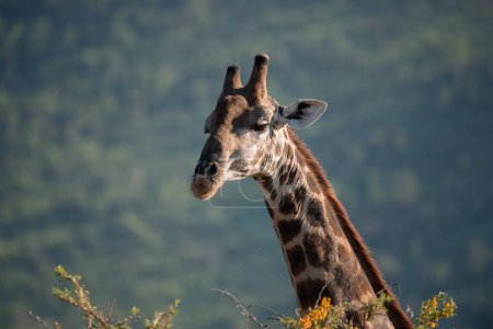 Nahaufnahme einer südafrikanischen Giraffe, Giraffa giraffa, die sich im Pilanesberg Nationalpark in Südafrika von Blättern ernährt