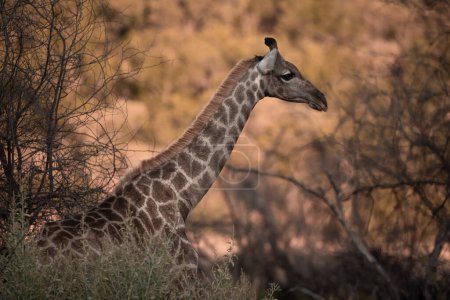 Eine Kap-Giraffe, Giraffa giraffa, bewegt sich durch das Gebüsch im Pilanesberg Nationalpark, Südafrika