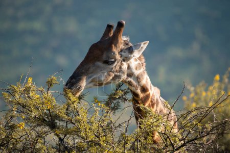 Nahaufnahme einer Kap-Giraffe, Giraffa-Giraffe, die sich im Pilanesberg-Nationalpark in Südafrika von Blättern ernährt