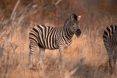 A young Plains Zebra, Equus Quagga, standing in the grass in the Pilanesberg National Park at dusk, South Africa