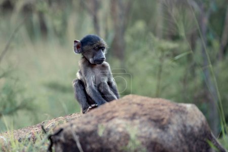 Un bebé Chacma Baboon, Papio ursinus, tocando en una roca en el Parque Nacional Pilanesberg, Sudáfrica