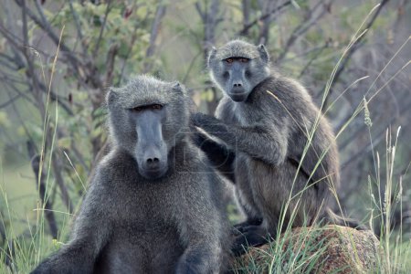 Un macho alfa Chacma Baboons, Papio ursinus, siendo preparado por otro babuino en el Parque Nacional Pilanesberg, Sudáfrica
