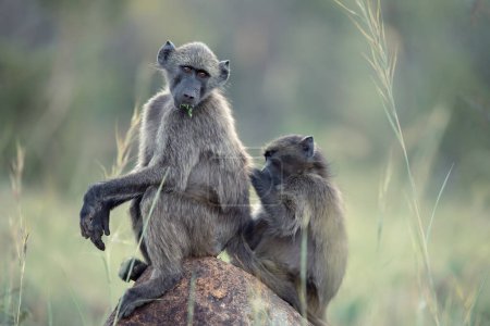 A pair of Chacma Baboons, Papio ursinus, sitting on a rock and grooming one another in the Pilanesberg National Park, South Africa