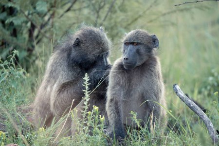 Un par de Babuinos Chacma, Papio ursinus, acicalándose unos a otros en el Parque Nacional Pilanesberg, Sudáfrica