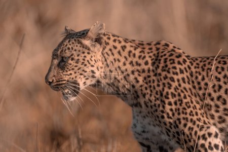 Un gros plan d'un léopard africain, Panthera pardus pardus, marchant dans l'herbe au parc national du Pilanesberg en Afrique du Sud