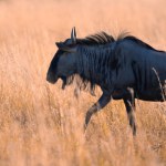 A single Blue Wildebeest, Connochaetes taurinus, walking through the grass in the Pilanesberg National Park in South Africa
