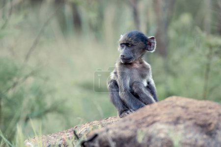 A baby Chacma Baboon, Papio ursinus, playing on a rock in the Pilanesberg National Park, South Africa