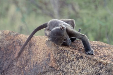 A baby Chacma Baboon, Papio ursinus, playing on a rock in the Pilanesberg National Park, South Africa