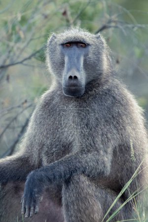 An alpha male Chacma Baboon, Papio ursinus, sitting on a rock in the Pilanesberg National Park, South Africa