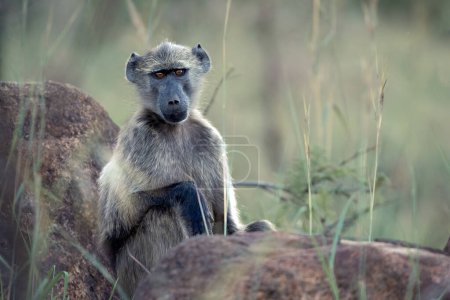 A Chacma Baboon, Papio ursinus, sentado en una roca en el Parque Nacional Pilanesberg, Sudáfrica