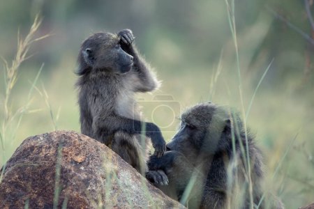 A Chacma Baboon, Papio ursinus, rubbing its eye while being groomed in the Pilanesberg National Park, South Africa
