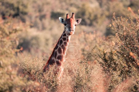 A Cape Giraffe, Giraffa giraffa, moving through the bushes in Pilanesberg National Park, South Africa