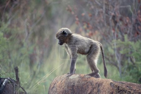 Un bebé Chacma Baboon, Papio ursinus, de pie sobre una roca en el Parque Nacional Pilanesberg, Sudáfrica