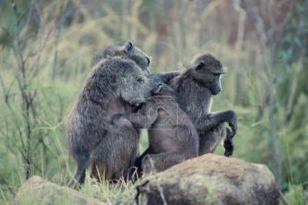 Una familia de Babuinos Chacma, Papio ursinus, acicalándose unos a otros en el Parque Nacional Pilanesberg, Sudáfrica